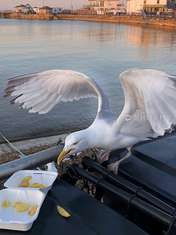 特写图像的鲱鱼鸥(Larus argentatus)栖息在海边黑色，硬塑料垃圾桶垃圾桶，清除鱼和薯条从一次性，外卖盒，海港和散步的背景